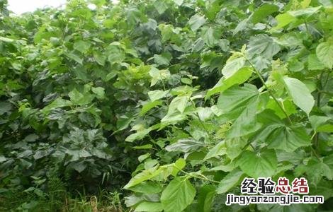 如何提高桑葚种植的成活率视频 如何提高桑葚种植的成活率