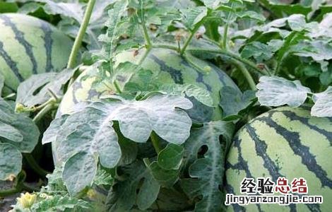 西瓜种植需要注意些什么 种植西瓜需要注意什么?