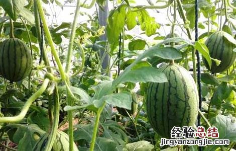 西瓜种植需要注意些什么 种植西瓜需要注意什么?