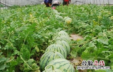 西瓜种植需要注意些什么 种植西瓜需要注意什么?