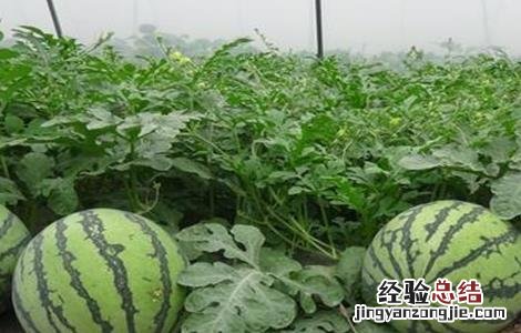 西瓜种植需要注意些什么 种植西瓜需要注意什么?