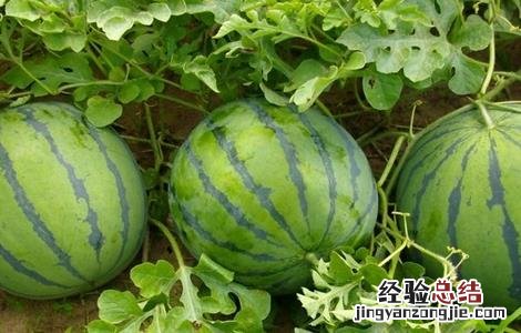 西瓜种植需要注意些什么 种植西瓜需要注意什么?