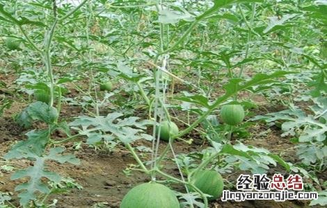 西瓜种植需要注意些什么 种植西瓜需要注意什么?