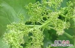 葡萄不结果落果是什么原因呀 葡萄不结果是什么原因