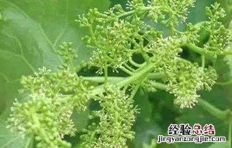葡萄不结果落果是什么原因呀 葡萄不结果是什么原因