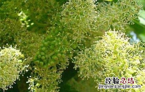 葡萄不结果落果是什么原因呀 葡萄不结果是什么原因