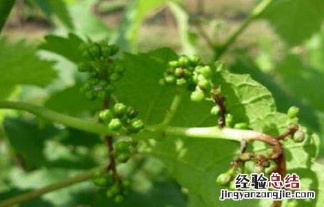 葡萄不结果落果是什么原因呀 葡萄不结果是什么原因