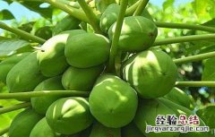 木瓜的田间管理技术要点 木瓜的田间管理技术