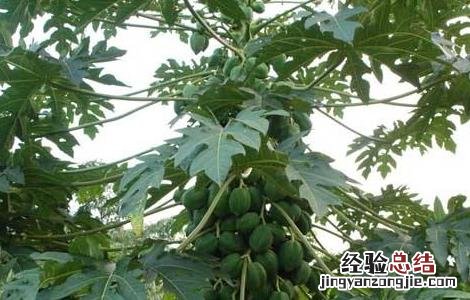 木瓜的田间管理技术要点 木瓜的田间管理技术