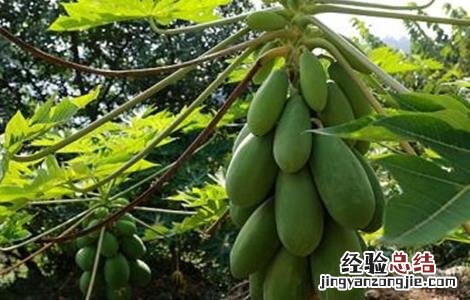 木瓜的田间管理技术要点 木瓜的田间管理技术