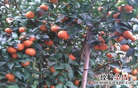 沙糖桔采果后管理要点 沙糖桔幼果期管理技术