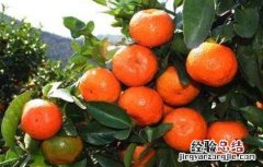 沙糖桔采果后管理要点 沙糖桔幼果期管理技术