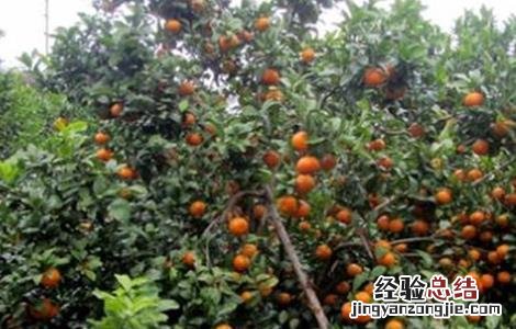 沙糖桔采果后管理要点 沙糖桔幼果期管理技术