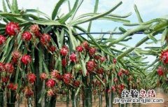 火龙果不甜该怎么办 火龙果不甜怎么办?