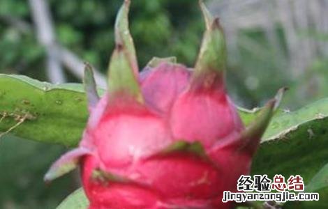 火龙果不甜该怎么办 火龙果不甜怎么办?