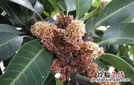 芒果畸形果怎么办 芒果畸形果原因及防治