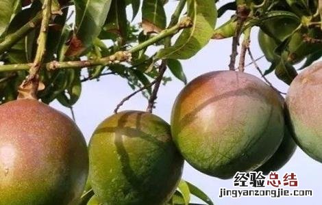 芒果畸形果怎么办 芒果畸形果原因及防治