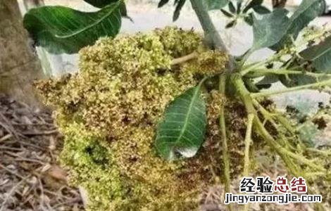 芒果畸形果怎么办 芒果畸形果原因及防治