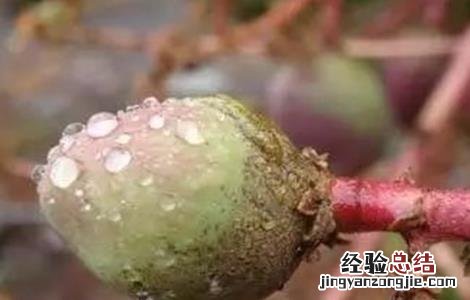 芒果畸形果怎么办 芒果畸形果原因及防治