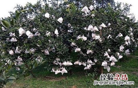 脐橙套袋机 脐橙套袋技术