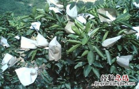 脐橙套袋机 脐橙套袋技术