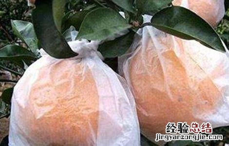 脐橙套袋机 脐橙套袋技术