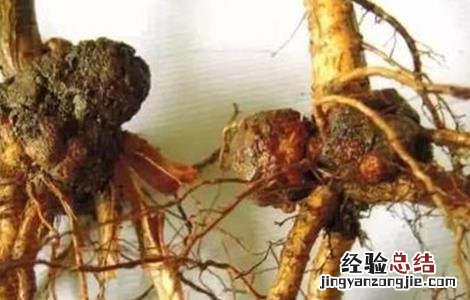 樱桃根癌病的防治技术 樱桃根癌病的防治技术是什么