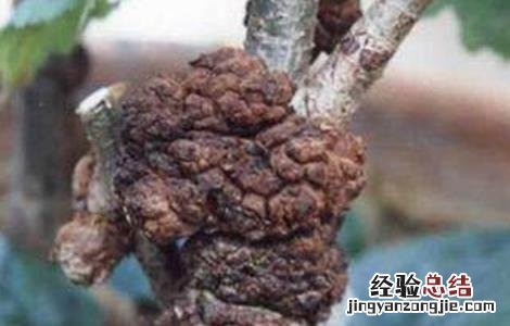 樱桃根癌病的防治技术 樱桃根癌病的防治技术是什么
