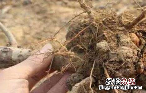 樱桃根癌病的防治技术 樱桃根癌病的防治技术是什么