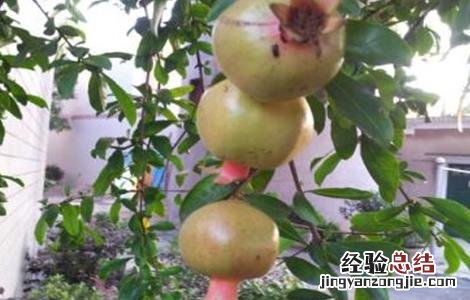石榴麻皮的原因及防治措施 石榴麻皮的原因及防治措施视频
