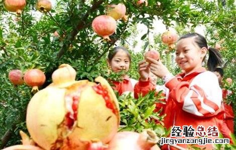 石榴麻皮的原因及防治措施 石榴麻皮的原因及防治措施视频