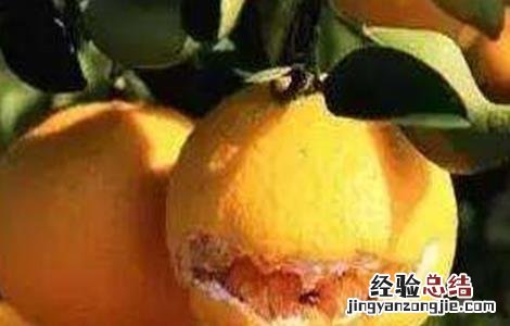 脐橙裂果原因及防治方法视频 脐橙裂果原因及防治方法