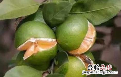 脐橙裂果原因及防治方法视频 脐橙裂果原因及防治方法