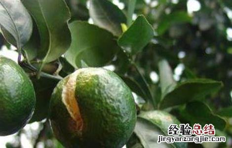 脐橙裂果原因及防治方法视频 脐橙裂果原因及防治方法
