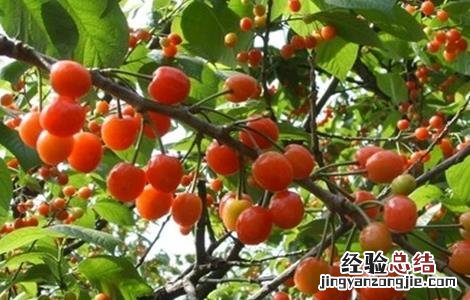 樱桃怎么种 樱桃怎么种植方法视频教程