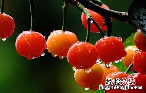 樱桃怎么种 樱桃怎么种植方法视频教程