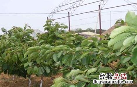 樱桃怎么种 樱桃怎么种植方法视频教程