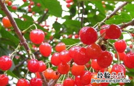 樱桃怎么种 樱桃怎么种植方法视频教程