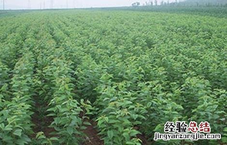 樱桃怎么种 樱桃怎么种植方法视频教程