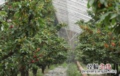 大棚种植樱桃注意事项 大棚种植樱桃注意事项和禁忌