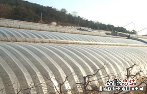 大棚种植樱桃注意事项 大棚种植樱桃注意事项和禁忌