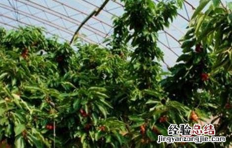 大棚种植樱桃注意事项 大棚种植樱桃注意事项和禁忌