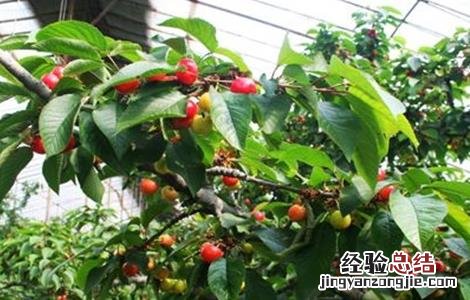 大棚种植樱桃注意事项 大棚种植樱桃注意事项和禁忌