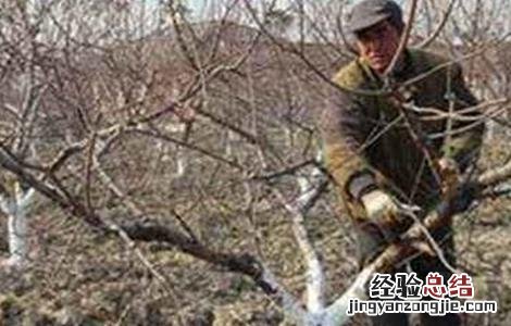 大樱桃树环剥应注意的几点问题 樱桃树环剥注意事项