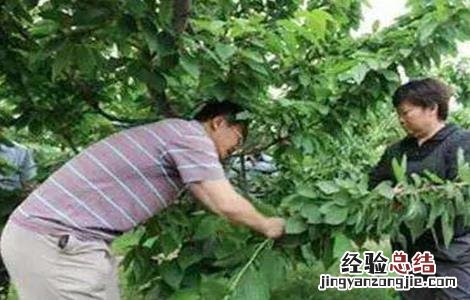 大樱桃树环剥应注意的几点问题 樱桃树环剥注意事项