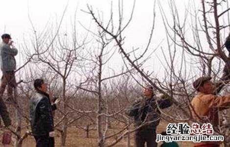 苹果树修剪的几大误区 苹果树修剪的几大误区图片
