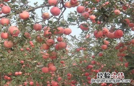 苹果树修剪的几大误区 苹果树修剪的几大误区图片