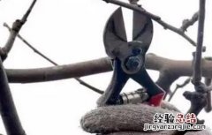 苹果树修剪的几大误区 苹果树修剪的几大误区图片