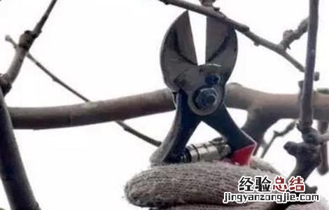 苹果树修剪的几大误区 苹果树修剪的几大误区图片