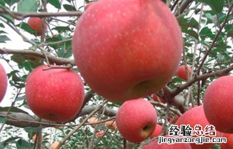 苹果树修剪的几大误区 苹果树修剪的几大误区图片